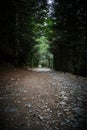 the road is littered with rocks and gravel as well as trees Royalty Free Stock Photo