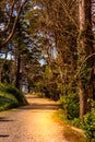 Road in magic dark forest Royalty Free Stock Photo