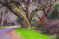 Road Into Magnolia Plantation South Carolina