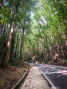 Road in Mahogany Forest on the Bohol island, Philippines Royalty Free Stock Photo