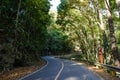 Road in Mahogany Forest on the Bohol island, Philippines Royalty Free Stock Photo