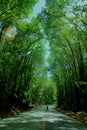 Road through Man Made Forest Royalty Free Stock Photo