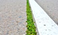 Road marking and sprouts throgh the asphalt road.