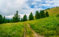 The road through the meadow. Atmospheric green forest landscape. Minimalist panoramic scenery with edge coniferous forest and Royalty Free Stock Photo