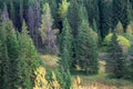 The road through a meadow with a tall grass. The grass is crushed. At the edge of the meadow is a forest. Warm summer evening. Cl Royalty Free Stock Photo