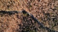 Road in the middle of the forest - Brasov Romania Royalty Free Stock Photo