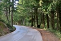 The road in the middle of the forest with twists on which the sun`s rays