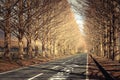 Road in the middle of leafless trees at daytime in  japan Royalty Free Stock Photo