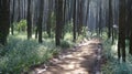 Misty pine forest