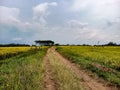 the road in the middle of the rice fields as a means of transportation during harvest