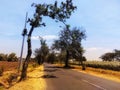 Road in the middle of rice fields with green trees under the blue sky Royalty Free Stock Photo