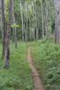 the road in the middle of a rubber plantation owned by local residents