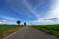 Road middle sugarcane field