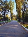 The road in the midst of autumn trees. Autumn road in the rays of sunset. Journey. New Horizons.