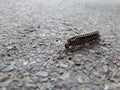 Road On Millipede Royalty Free Stock Photo