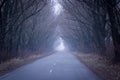Road in mist forest Royalty Free Stock Photo