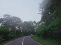 The road in the misty forest Royalty Free Stock Photo
