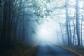 Road and misty forest in autumn. Autumn natural landscape