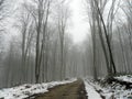 Road in a misty forest winter Royalty Free Stock Photo