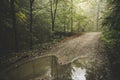 Road through the misty woods Royalty Free Stock Photo