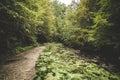 Road through the misty woods Royalty Free Stock Photo