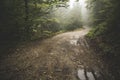 Road through the misty woods Royalty Free Stock Photo