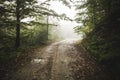 Road through the misty woods Royalty Free Stock Photo