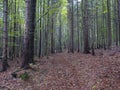 road in mysterious autumn deciduous beech tree forest with colorful leaves, sun rays and ground covered with fallen Royalty Free Stock Photo