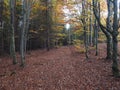 Road in mysterious autumn deciduous beech tree forest with colorful leaves, sun rays and ground covered with fallen Royalty Free Stock Photo