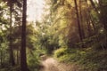 The road through the mysterious Russian forest Royalty Free Stock Photo