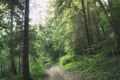 The road through the mysterious Russian forest Royalty Free Stock Photo