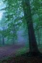 Road in mystic forest