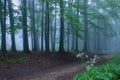 Road in mystic forest Royalty Free Stock Photo