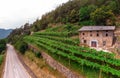 Road near the alpine vineyards on a summer day. flat rows of fields, farms, small village of Faver, famous for wine production. Royalty Free Stock Photo