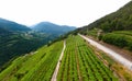 Road near the alpine vineyards on a summer day. flat rows of fields, farms, small village of Faver, famous for wine production.