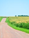 Road near corn fields Royalty Free Stock Photo