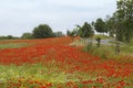 Road near the field with red poppies