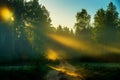 Road near forest at sunrise light