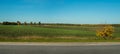 road near hilly field with green oil seed rape, yellow tree in foreground Royalty Free Stock Photo