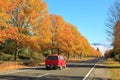 A row of autumn trees along a rural road, New Zealand Royalty Free Stock Photo