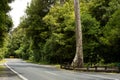 Road through New Zealand native bush