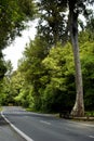 Road through New Zealand native bush Royalty Free Stock Photo