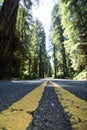 The road through Newton B Drury scenic parkway in Redwood State and National Park is lined with giant Redwood Trees Royalty Free Stock Photo