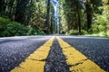 The road through Newton B Drury scenic parkway in Redwood State and National Park is lined with giant Redwood Trees Royalty Free Stock Photo