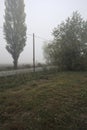 Road next to fields with trees at its edge on a foggy day in the italian countryside Royalty Free Stock Photo