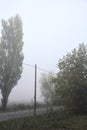 Road next to fields with trees at its edge on a foggy day in the italian countryside Royalty Free Stock Photo