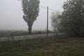 Road next to fields with trees at its edge on a foggy day in the italian countryside Royalty Free Stock Photo