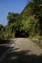 Road next to a slope that leads to a grove with a clear sky as background Royalty Free Stock Photo