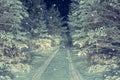 The road in night snowy forest. Royalty Free Stock Photo