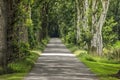 Road with oaks and birches Royalty Free Stock Photo